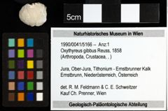 Foto (Objekt + Etiketten) von Oxythyreus gibbus (Reuss, 1858) 